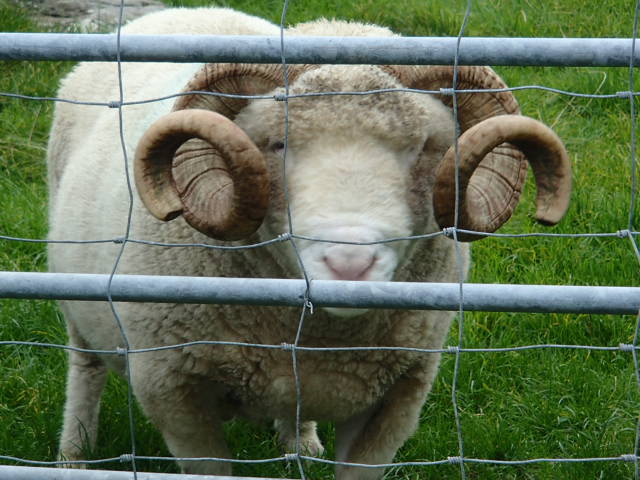 Sheep