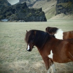 Icelandic Horses