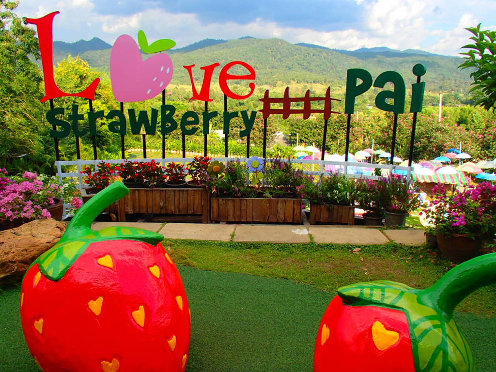 Strawberry Farm, Pai