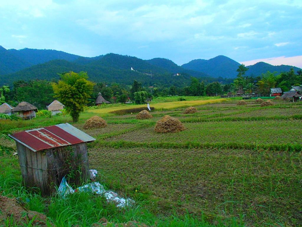 Rice Fields, Pai