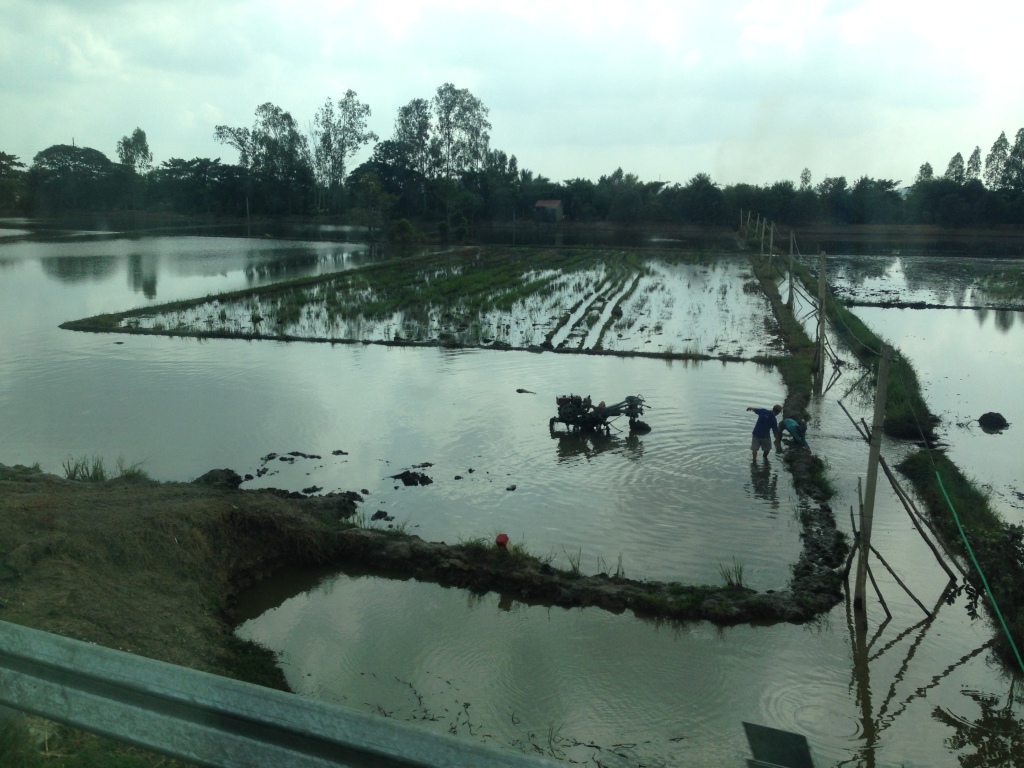 Vietnam Rice Fields