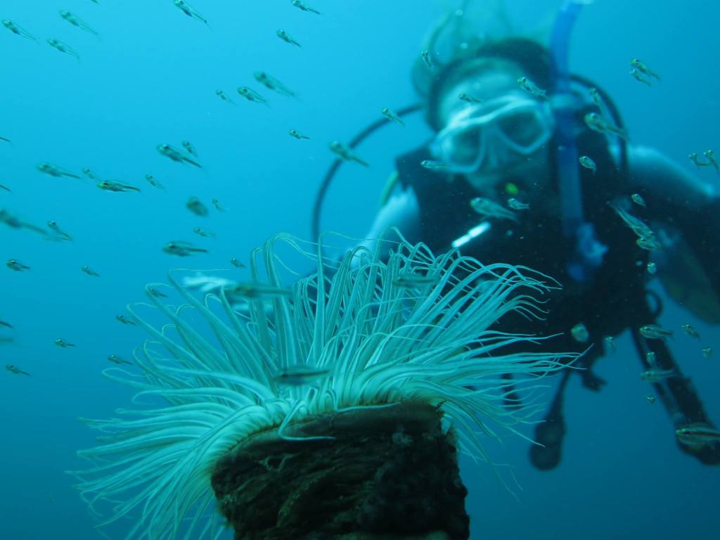 diving bali