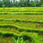 Ubud