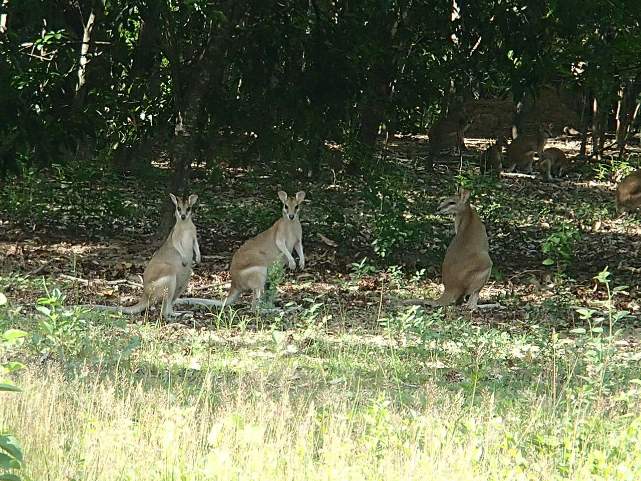 Wallabee first