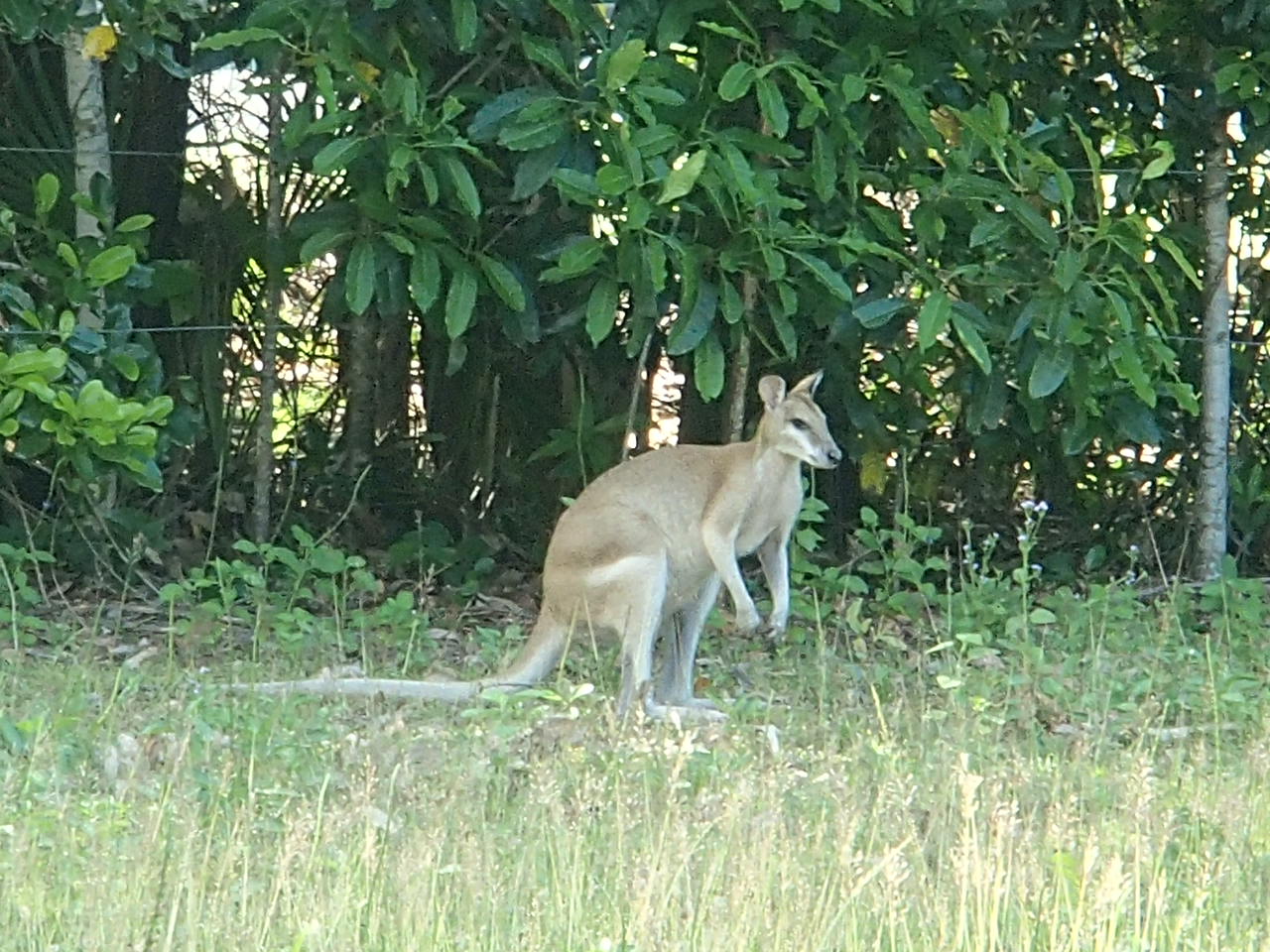 Baby kangas