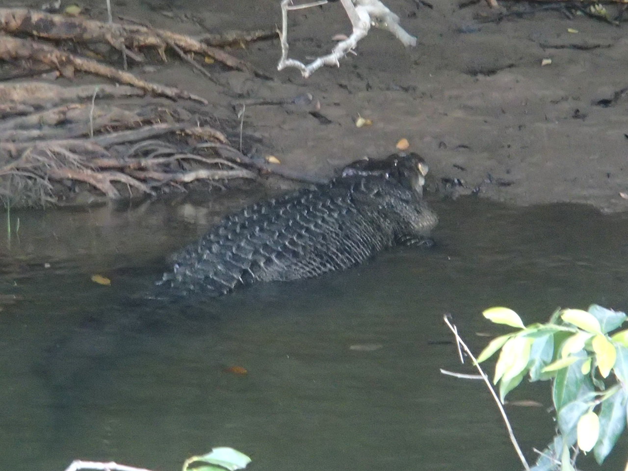 Croc!