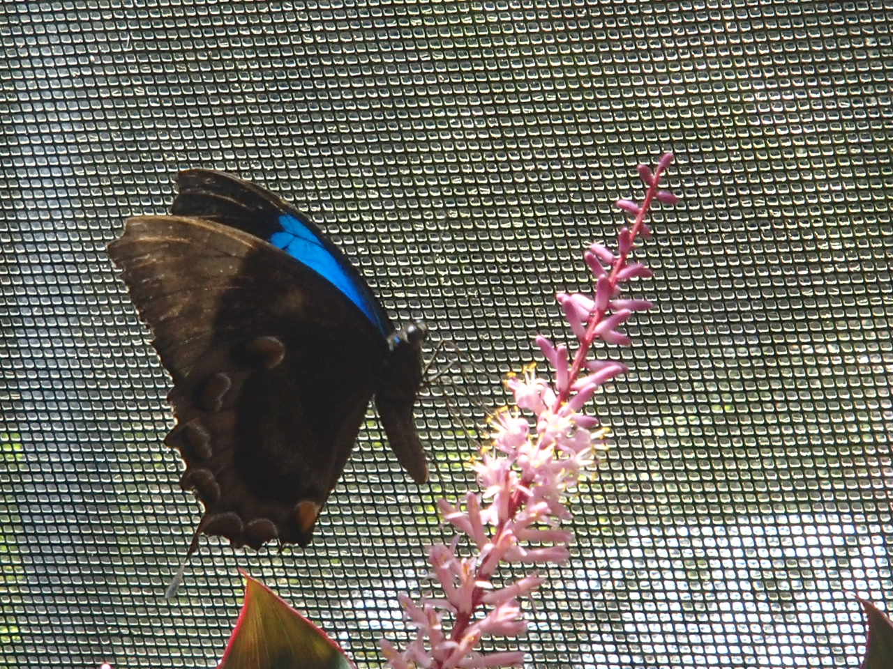 Blue butterfly