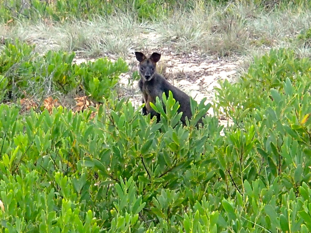 kangaroo