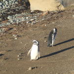 Magellanic Pinguinos