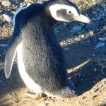 Magellanic Penguin up close