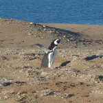 Magellanic Penguin stretching his wings