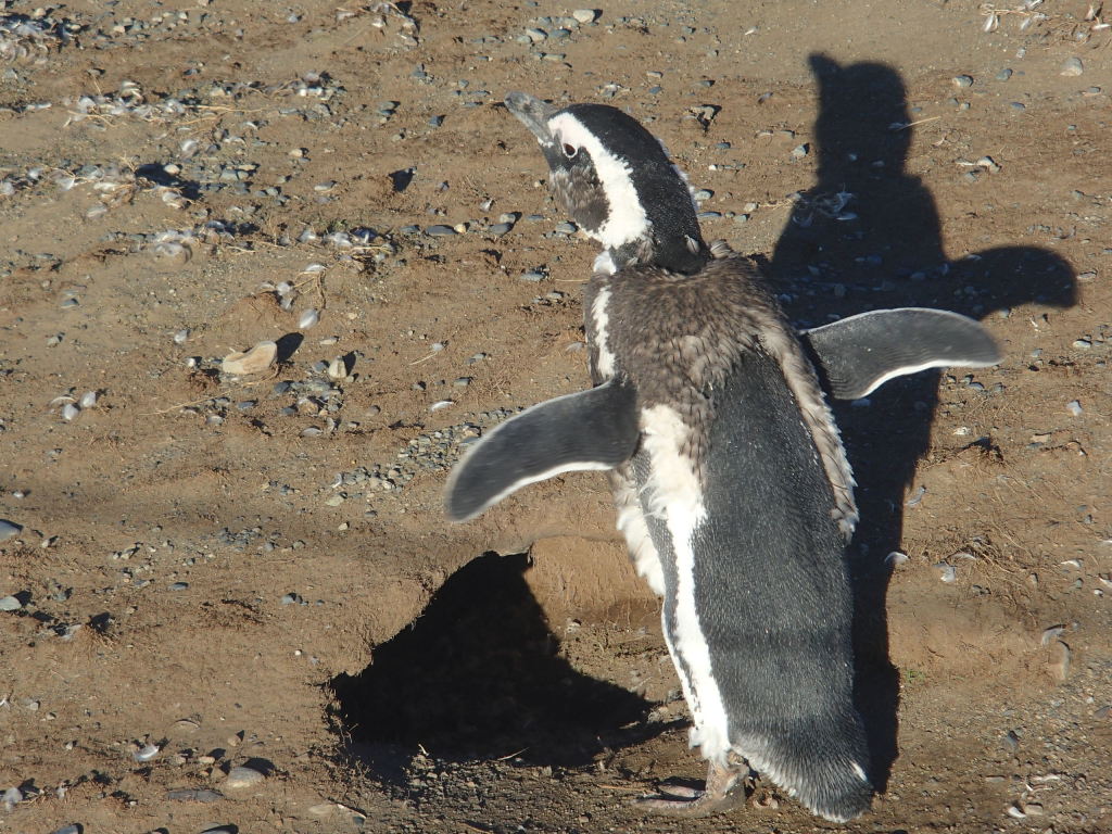 Penguins