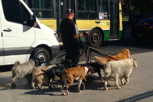 Dog walkers, Buenos Aires