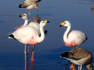 Andean Flamingos