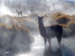 Llama