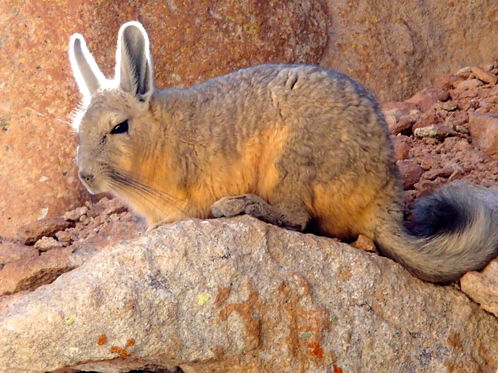 1. Chinchilla