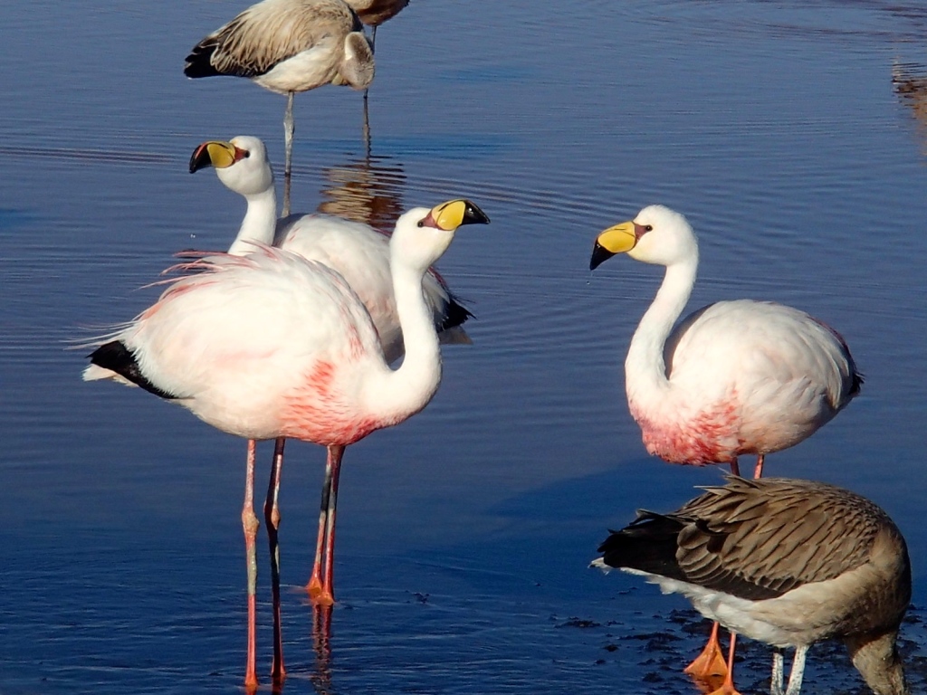 Andean Flamingo