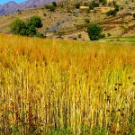 Wheat fields