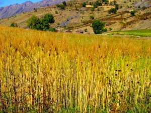 Wheat fields