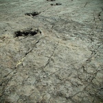 Dinosaur Tracks