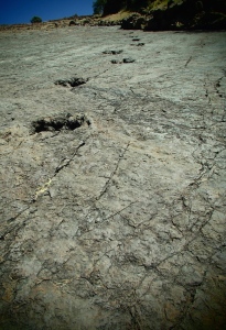 Dinosaur Tracks