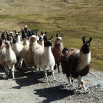 Day 1: Llama herd