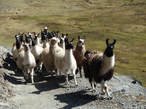 Day 1: Llama herd