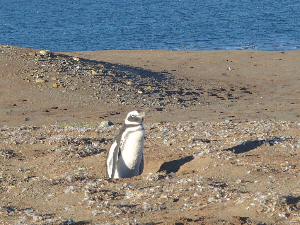 Penguin