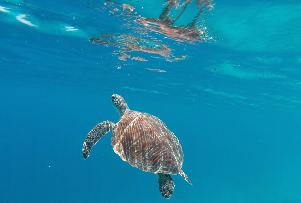 Green Turtle, Gili Trawangan Island, Indonesia