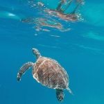 Green Turtle, Gili Trawangan Island, Indonesia