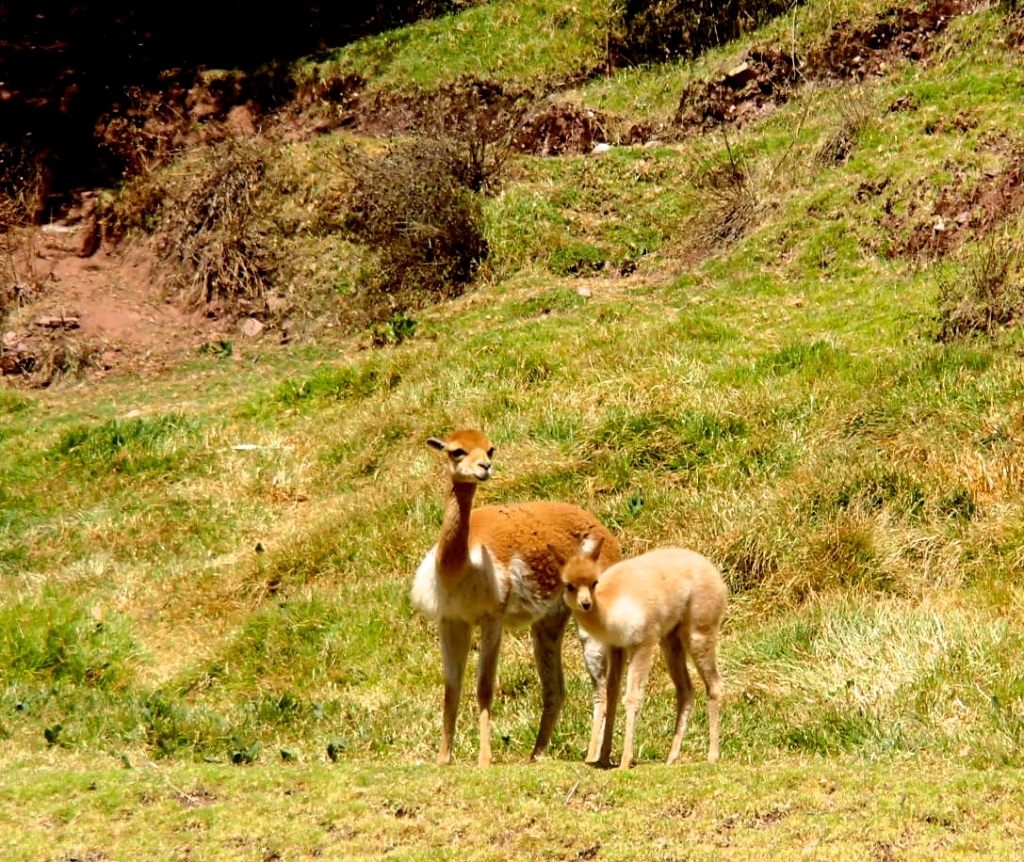 vicuna