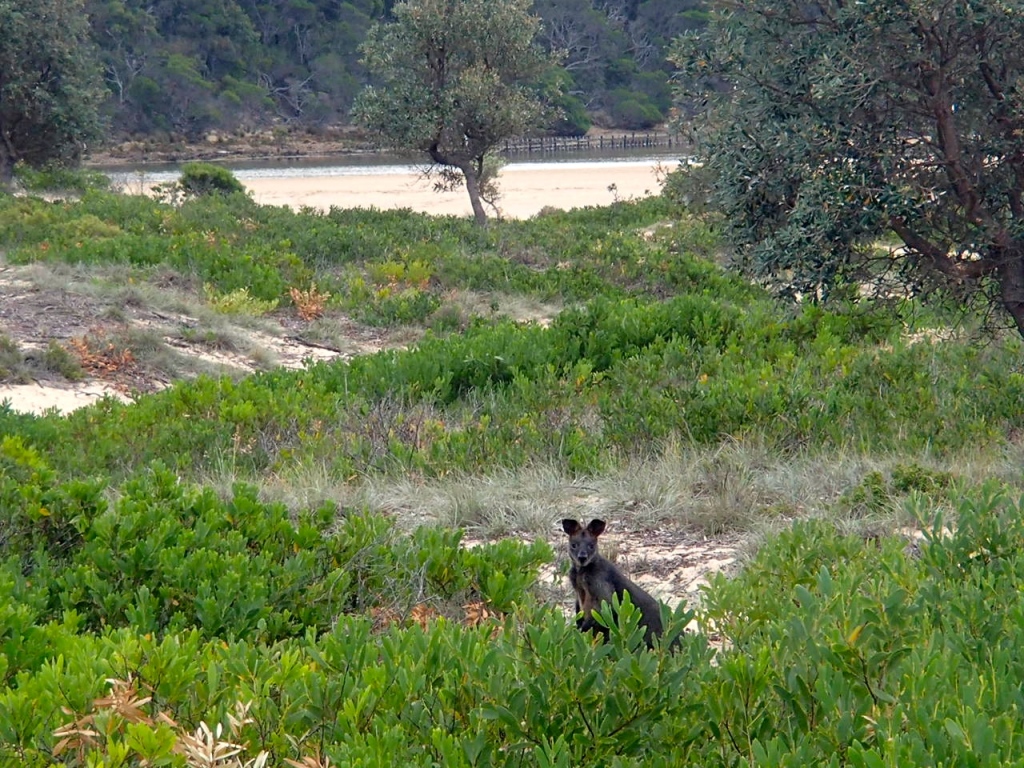 Wallaby