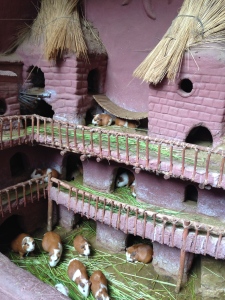 Guinea Pig Castle (before they were eaten)