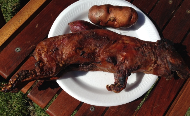 Guinea Pig Picnic