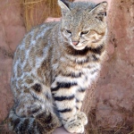 Bobcat