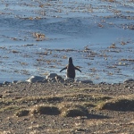 Penguin going to the ocean